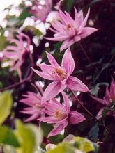 Clématite - Clematis macropetala Markham's Pink