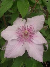 Clématite - Clematis Marmori