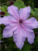 Clématite - Clematis Moonfleet