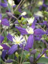 Clématite - Clematis flammula Aromatica