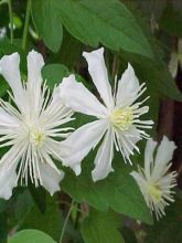 Clématite - Clematis fargesii Summersnow