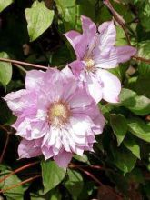 Clématite - Clematis Proteus