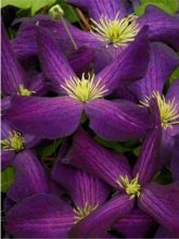 Clématite de Jackman Purpurea Zojapur - Clematis jackmanii Purpurea Zojapur