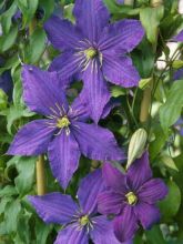 Clématite - Clematis Rhapsody livré en hauteur 90/120 cm en pot de 1,5l/2l