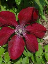 Clématite 'Rouge Cardinal'