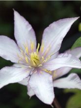 Clématite - Clematis Samaritan Jo 'Evipo075'