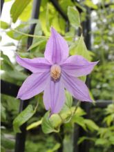 Clématite - Clematis diversifolia River Star