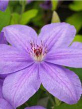 Clématite à grandes fleurs Success® Bleu de Loire