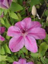 Clématite - Clematis SUCCESS® Candy Trav415