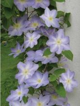 Clématite - Clematis SUCCESS® Lavender Tra27