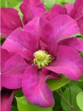 Clématite - Clematis SUCCESS Magenta