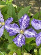 Clematite Tie Dye - Clematis - Clématite à grandes fleurs