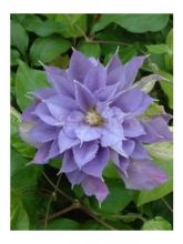 Clématite - Clematis Yvette Houry