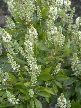 Clethra alnifolia Anne Bidwell