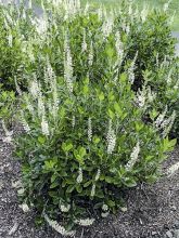 Clethra alnifolia Sixteen Candles