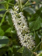 Clethra alnifolia Vanilla Spice - Clèthre à feuilles d'Aulne