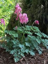 Coeur de Marie de Formose 'King of Hearts'