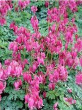 Coeur de Marie - Dicentra formosa Luxuriant