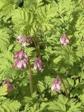 Coeur de Marie - Dicentra formosa Spring Gold