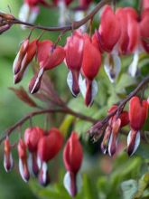 Coeur de Marie 'Valentine'