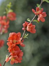 Cognassier du Japon Clementine - Chaenomeles superba