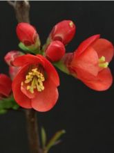 Cognassier du Japon Fire dance - Chaenomeles speciosa 