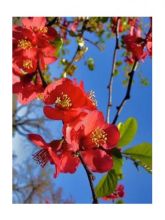 Cognassier du Japon, Chaenomeles speciosa Friesdorfer