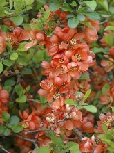 Cognassier du Japon - Chaenomeles japonica Orange Beauty