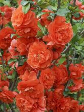 Cognassier du Japon Orange Storm - Chaenomeles speciosa