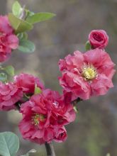 Cognassier du Japon - Chaenomeles speciosa Pink Storm