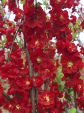 Cognassier du Japon - Chaenomeles speciosa Scarlet Storm  