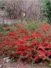 Cognassier du Japon 'Texas Scarlet'