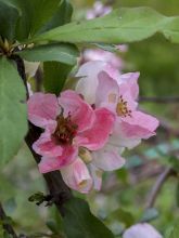 Cognassier du Japon Toyo-Nishiki - Chaenomeles speciosa