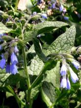 Consoude 'Hidcote Blue'