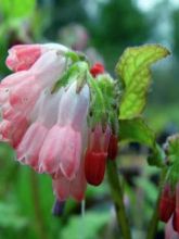 Consoude à grandes fleurs - Symphytum Hidcote Pink