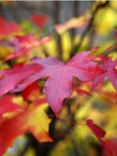 Liquidambar styraciflua Gum Ball - Copalme d'Amérique