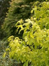 Liquidambar styraciflua Naree - Copalme d'Amérique