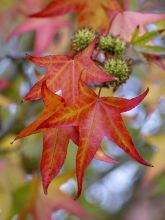 Copalme d'Amérique - Liquidambar styracyflua Stella