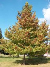 Liquidambar Styraciflua Worplesdon, Copalme - Pot de 15L