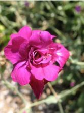 Lychnis coronaria Gardener s World - Coquelourde des jardins double