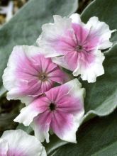 Lychnis coronaria Angel's Blush (Oculata)