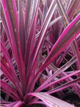 Cordyline australis Pink passion