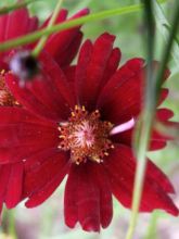 Coreopsis Limerock ruby