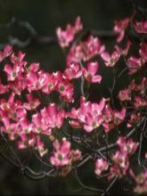 Cornus florida Cherokee Chief - Cornouiller à fleurs d'Amérique
