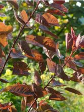 Cotinus coggygria 'Flame'