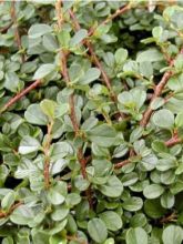 Cotonéaster à petites feuilles 'Queen Of Carpets'