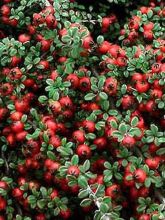 Cotonéaster à petites feuilles 'Streib's Findling'