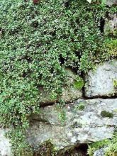 Cotoneaster microphyllus - Cotonéaster à petites feuilles