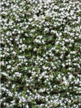 Cotoneaster dammeri Evergreen - Cotoneaster de Dammer