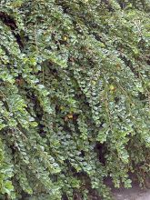 Cotoneaster adpressus Little Gem (Tom Thumb)